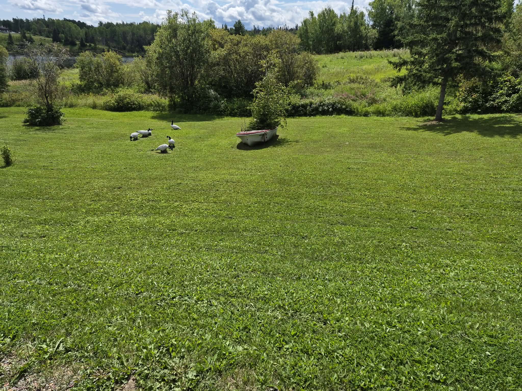 Geese on a grassy lawn near a white boat